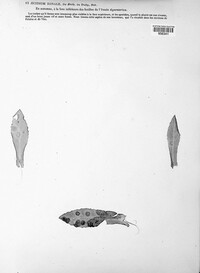 Uromyces junci image
